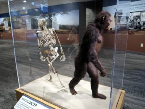 Lucy-at-the-Cleveland-Museum-of-Natural-History