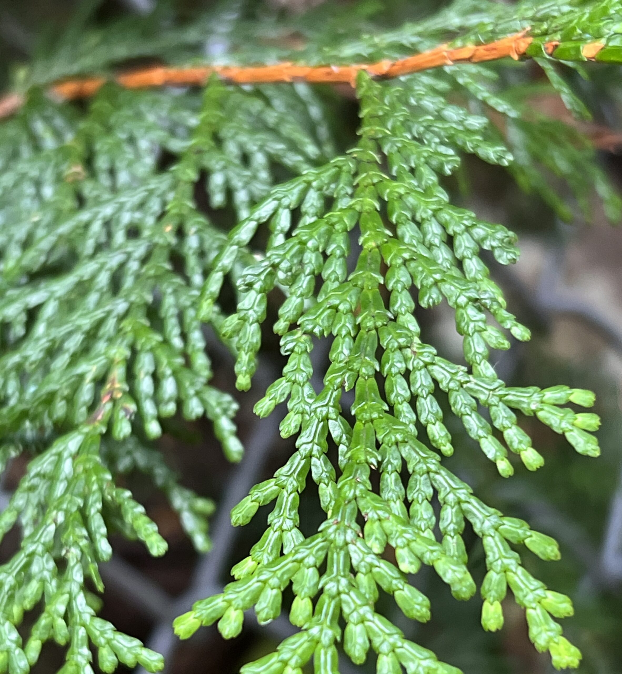 Hinoki leaf in Hinohara